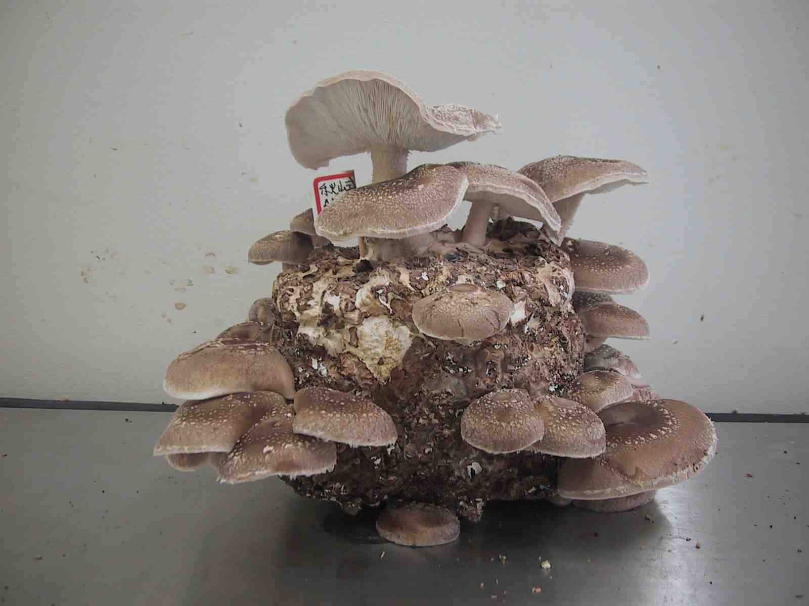 Japanease Shiitake Varieties's IGS1s 2